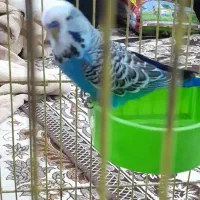 مرغ عشق|پرنده|خرمشهر, |دیوار