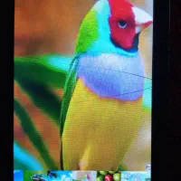 تبلت7اینچ|تبلت|اسدآباد, |دیوار