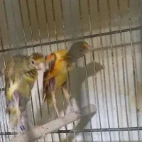 قناری، قناری ماده، جیبوس