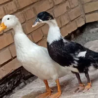 اردک تک تک