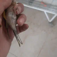 جوجه سهره