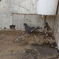 زاغ|پرنده|همدان, |دیوار