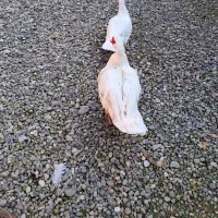 اردک اسراییلی سفید|حیوانات مزرعه|کوچصفهان, |دیوار