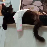 گربه پرشین اصل