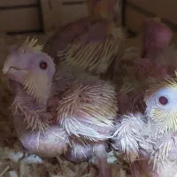 فروش جوجه عروس هلندی|پرنده|آبپخش, |دیوار