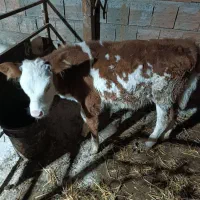 گوساله ماده سمینتال