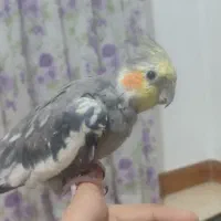 یک عدد عروس هلندی نر بالغ|پرنده|ساری, |دیوار