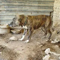 ماده افغان اصیل|سگ|سمنان, |دیوار