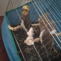 عروس هلندی نر و ماده|پرنده|رومشکان, |دیوار