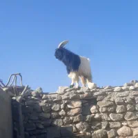 نری بختیاری