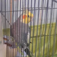 عروس هلندی نر