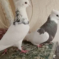 کبوتر طوقی نرو ماده پلاکی سرور