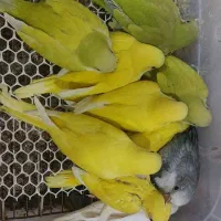 راهب گیرین عروس کتوله فنچ مرغ عشق  خورشیدی ملنگو