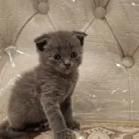 اسکاتیش بلو|گربه|رشت, لاکانی|دیوار