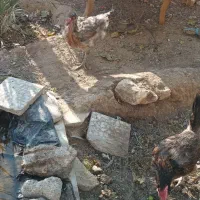 جای مرغ دو طبقه همراه سه عدد مرغ|حیوانات مزرعه|اسلام‌شهر, شهرک مهدیه|دیوار