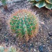 کاکتوس .گل .|گل و گیاه طبیعی|کازرون, |دیوار