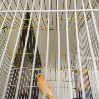 قناری نر|پرنده|ششده و قره بلاغ, |دیوار