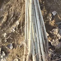 صنوبر نیگرا ترکیه ۱ساله تا ۳ساله