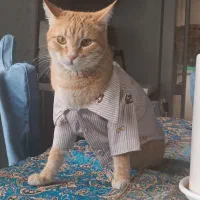 گربه گمشده