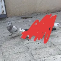 کفتر پلاکی نر کاکولی