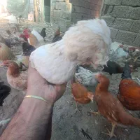 مرغ محلی اصل