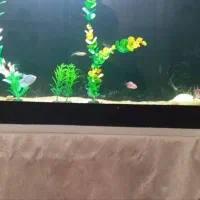 ماهی آکواریومی|ماهی|اسلامآباد غرب, |دیوار