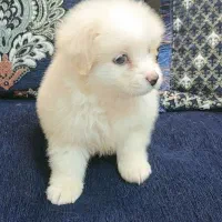 فروش یه عد سگ پامرانی|سگ|جهرم, |دیوار