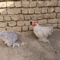 خروس کوشین|حیوانات مزرعه|اصفهان, ارغوانیه|دیوار