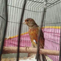 قناری نر|پرنده|ششده و قره بلاغ, |دیوار