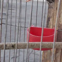 قناری مس مس هن شلاقی|پرنده|شیراز, کوشک میدان|دیوار