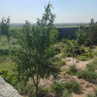 باغ-بادرخت-بزرگ-بالوله-آب-سند-ششدانگ-آب-برق