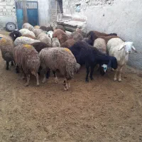 بره نر ماده برای قربانی