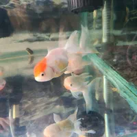 ماهی گلدفیش هد دار|ماهی|رشت, شهرک صبا|دیوار