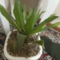 تعدادی گل طبیعی معاوضه با دکوری