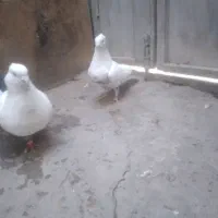 کبوتر|پرنده|مشهد, شهید جنگی|دیوار