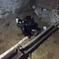 بز دوقلوبابزغاله