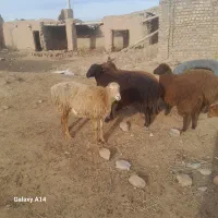 بره،، میش|حیوانات مزرعه|نیشابور, ریوند|دیوار