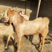 دو عدد چپشت مخصوص داشت|حیوانات مزرعه|میناب, |دیوار