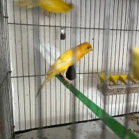 جفت قناری یه سرجیبرپرتقالی|پرنده|رفسنجان, |دیوار