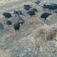 فروشی دونه ای|حیوانات مزرعه|سیلاخور, |دیوار