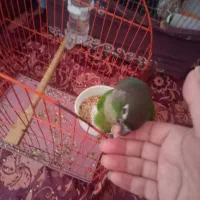 گرینجیک 1 ساله خوش صحبت