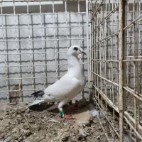 چهارتا جوجه اوغون فری
