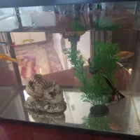 آکواریوم شرکتی