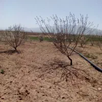 لوله آبکشی شیراز