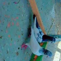 10عدد کبوتر سه پاکستانی 7تا نرپر|پرنده|چابهار, |دیوار