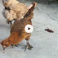 مرغ دیلگونی|پرنده|یاسوج, |دیوار