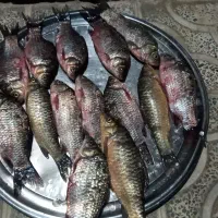 آبگرمکن ماهی|ماهی|آبدانان, |دیوار