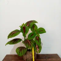 گل گل 4تا 135|گل و گیاه طبیعی|یاسوج, |دیوار