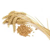 گندم پیشگام آبی