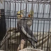 عروس هلندی نروماده